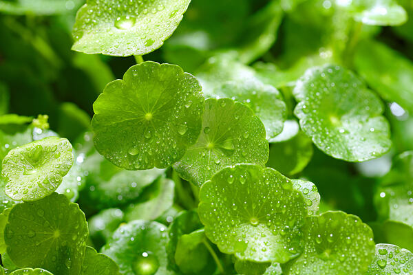 Gotu kola