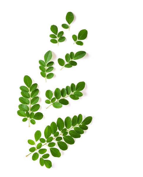 Moringa