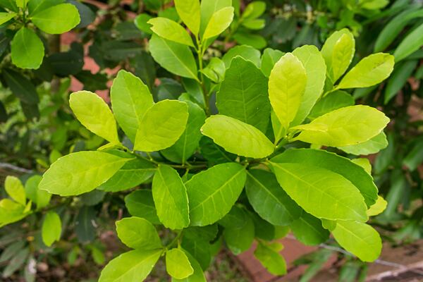 yerba maté