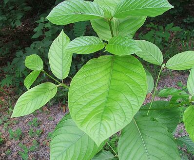 Čo je Kratom ?