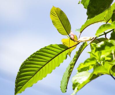 Posledná expedícia kratomu na SK 6.12.2021