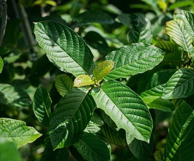Vedľajšie účinky Kratom