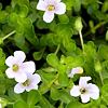 Brahmi rastlina