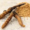 Kapsule Cordyceps - extrakt s 50 % polysacharidov