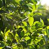 Yerba mate rastlina