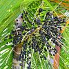 Acai Berry - ovocie