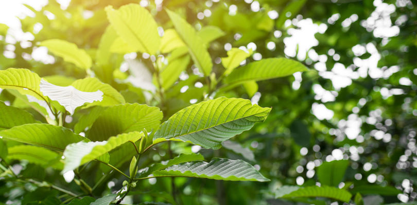 KRATOM - ČERVENÁ
